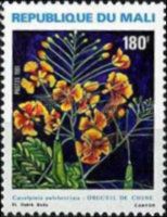 Caesalpinia pulcherrima