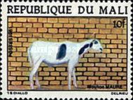 Moors Sheep (Capra aegagrus hircus)