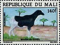 Sahel Sheep (Capra aegagrus hircus)