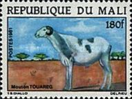 Touareg Sheep (Capra aegagrus hircus)