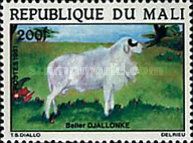 Djallonke Ram (Capra aegagrus hircus)
