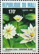 Nymphaea lotus