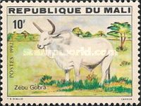 Gobra-Zebu (Bos primigenius indicus)