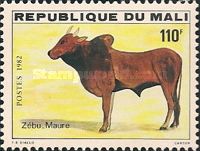 Maure-Zebu (Bos primigenius indicus)