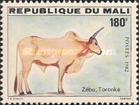 Toronké-Zebu (Bos primigenius indicus)