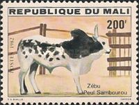 Peul-Sambourou-Zebu (Bos primigenius indicus)