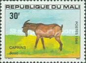 Goat (Capra aegagrus hircus) - Male