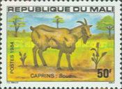 Goat (Capra aegagrus hircus) - Male