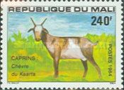 Kaarta Goat (Capra aegagrus hircus)