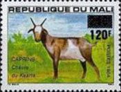 Kaarta Goat (Capra aegagrus hircus) surcharged