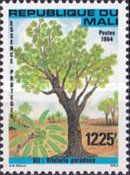 Shea Butter Tree (Vitellaria paradoxa)