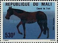 Carthorse (Equus ferus caballus)