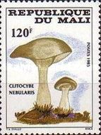 Clitocybe nebularis