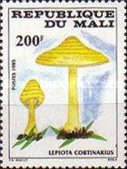 Lepiota cortinarius