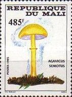Rosy Wood Mushroom (Agaricus semotus)