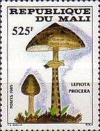 Parasol Mushroom (Lepiota procera)