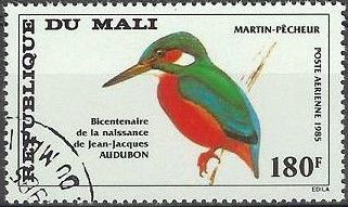 Common Kingfisher (Alcedo atthis)