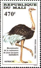 Ostrich (Struthio camelus)