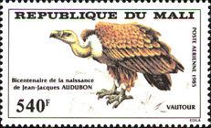 Griffon Vulture (Gyps fulvus)