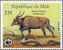 Giant Eland (Taurotragus derbianus)