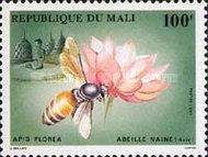 Dwarf Honey Bee (Apis florea)