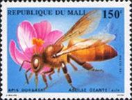 Giant Honeybee (Apis dorsata)