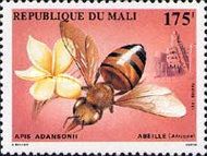 Africanized Honey Bee (Apis mellifera adansonii)