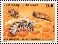 Honey Bee (Apis mellifica)