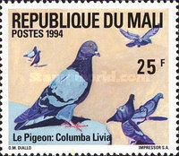 Rock Pigeon (Columba livia)