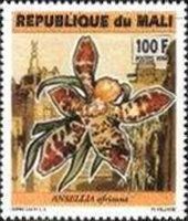 Ansellia africana