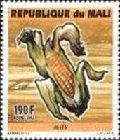 Maize