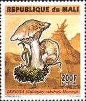 Lepiota