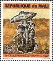 Macrolepiota