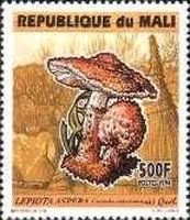 Lepiota Aspera