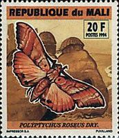 Moth (Polyptychus roseus)