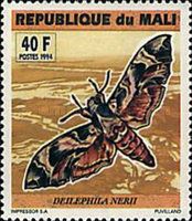 Oleander Hawk-moth (Deilephila nerii)