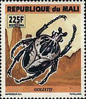Royal Goliath Beetle (Goliathus regius)