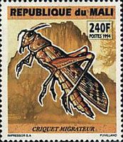Migratory Locust (Locusta migratoria)