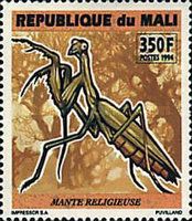 Praying Mantis (Mantis religiosa)