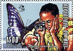 Cypris Morpho (Morpho cypris), Scout with Camera
