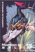 Imperial Woodpecker (Campephilus imperialis)