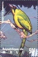 Blue-crowned Motmot (Momotus momota)