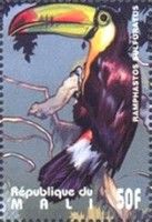 Keel-Billed Toucan (Ramphastos sulfuratus)