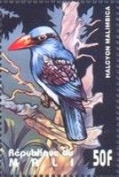 Blue-breasted Kingfisher (Halcyon malimbica)
