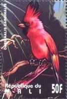 Northern Cardinal (Cardinalis cardinalis)