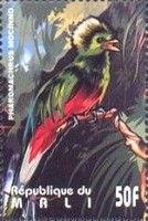 Quetzal (Pharomachrus mocinno)