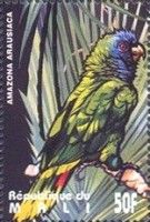 Red-necked Amazon (Amazona arausiaca)