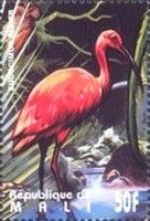 Scarlet Ibis (Eudocimus ruber)