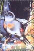 Red Siskin (Carduelis cucullatus)
