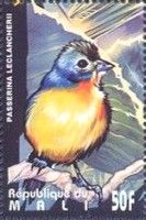 Orange-breasted Bunting (Passerina leclancherii)
